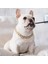 Gül Altın Tarzı 45CM 36CMCM Ayarlanabilir Köpek Kedi Punk Zincir Yaka Kurşun Geniş Kolye Evcil Hayvan Ürünleri Için Pet Aksesuarı Köpek Aksesuarları Ekipman Araçları (Yurt Dışından) 3