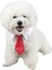 Kırmızı Yıldız Tarzı 31CM Yeni Pet Kravatlarstripe Küçük Pamuk Pet Köpek Yavrusu Kravat Ayarlanabilir Papyon Tımar Moda Köpek Kedi Çizgili Papyon (Yurt Dışından) 3