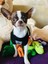 Mavi Stil Xl Beden Naylon Kedi Koşum ve Tasma Seti Yansıtıcı Yavru Köpek Köpekler Ceket Mesh Küçük Doguahua Yorkies Pug Için Pet Giysi (Yurt Dışından) 5