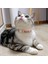 Mavi Stil Meyve Baskı Çanlı Kedi Tasmaları Kullanışlı Kedi Yaka Ayrılıkçı Pet Köpek Kolye Boyun Askısı Kediler Aksesuarları (Yurt Dışından) 5