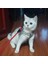 A-Haki Tarzı M Beden Kedi Köpek Koşum Halat Setleri Nefes Lüks Tasarımcı Göğüs Bandı Yansıtıcı Ayarlanabilir Evcil Hayvan Koşum Giyim Kediler Aksesuarları Için (Yurt Dışından) 4