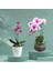 Bitki Tırmanma Hissesi Paslanmaya Karşı Dayanıklı Sağlam Bitki Destek Rafı Phalaenopsis Hissesi (Yurt Dışından) 5