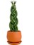 Örgülü Paşa Kılıcı-Curvy Terra Cotta Saksılı Sansevieria Cylindrica Braided 30 cm 1