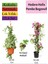 Hedera Helix Sarmaşığı+ Pembe Begonvil+ Itır Çiçeği Hediyeli 1