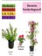 Duranta Çalısı+ Pembe Begonvil+ Gül Fidanı Hediyeli 1