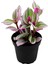 Serada Decor Plant Duranta Çalısı+ Pembe Begonvil+ Telgraf Çiçeği Hediyeli 4