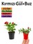 Kırmızı Gül(15-25 Cm)+ Buz Çiçeği(5-10 Cm) Saksılı Dış Mekan Bitkilei 1