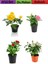 4'lü Bahçe Seti Kırmızı+ Beyaz+ Sarı+ Pembe Gül Fidanları (15-25 Cm) Dış Mekan Bitkileri 1