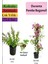 Duranta Çalısı+ Pembe Begonvil+ Itır Çiçeği Hediyeli 1