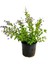 Duranta Çalısı+ Pembe Begonvil+ Itır Çiçeği Hediyeli 3