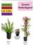Duranta Çalısı+ Pembe Begonvil+ Telgraf Çiçeği Hediyeli 1