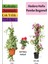 Hedera Helix Sarmaşığı+ Pembe Begonvil+ Gül Fidanı Hediyeli 1