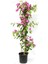 Hedera Helix Sarmaşığı+ Pembe Begonvil+ Gül Fidanı Hediyeli 2
