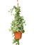Hedera Helix Sarmaşığı+ Pembe Begonvil+ Gül Fidanı Hediyeli 3