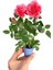 Hedera Helix Sarmaşığı+ Pembe Begonvil+ Gül Fidanı Hediyeli 4