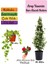 Mis Kokulu Arap Yasemini+Alacalı Hedera Helix Sarmaşığı+Mini Gül Hediye 3'lü Set 1