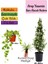Mis Kokulu Arap Yasemini+Alacalı Hedera Helix Sarmaşığı+Kurdele Çiçeği Hediye 3'lü Set 1