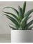 English Home Aloevera Plastik Vazolu Yapay Çiçek Yeşil 3