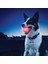 Mavi Stil M Beden Aydınlık Pet Köpek Isırığı Topu Oyuncakları Renkli Dönüşüm Köpek Topları LED Gece Parlayan Köpek Yavrusu Oyuncakları Köpek Çiğneme Topu Мяч Для Собак (Yurt Dışından) 2