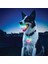 Mavi Stil M Beden Aydınlık Pet Köpek Isırığı Topu Oyuncakları Renkli Dönüşüm Köpek Topları LED Gece Parlayan Köpek Yavrusu Oyuncakları Köpek Çiğneme Topu Мяч Для Собак (Yurt Dışından) 3