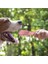 Mavi Stil Agresif Chewers Için Pet Köpek Çiğneme Oyuncaklar Dağıtım Kauçuk Büyük Irk Köpek Cızırtılı Diş Temizleme Oyuncak Pet Malzemeleri (Yurt Dışından) 5