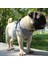 Kraliyet Tarzı Xl Beden Pet Köpek Yansıtıcı Naylon Örgü Koşum ve Küçük Orta Köpekler Için Tasma Yaka Seti Kedi Chihuahua Pug Yürüyüş Kurşun Tasma (Yurt Dışından) 3
