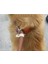 Köpek Hamess 6 Stili S Beden Yaka Koşum Köpek Tasma Naylon Pet Kurşun Tasma Ayarlanabilir Köpek Koşum Dayanıklı Halat Kemer Hafif Köpek Aksesuarları Pet Yaka (Yurt Dışından) 4