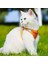 Turuncu Tasma Stili M Beden Turuncu Pet Tasma Kedi Yelek Kırmızı Köpek Göğüs Koşum Ayarlanabilir Naylon Nefes Yansıtıcı Açık Yürüyüş Köpek Göğüs Kemeri Yavru Kedi (Yurt Dışından) 3