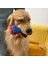 Mavi Stil Beden Rengini Seçin Caıtec Köpek Oyuncakları Gıcırdayan Çubuk ve Kemik Yüzer Yaylı Fırlatmaya ve Kovalamaya Uygun Yumuşak (Yurt Dışından) 4