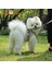 Pembe Tarzı L Beden Köpek Zinciri Tasma Koşum Yansıtıcı Nefes Göğüs Kemeri Teddy Bichon Pet Giysi Malzemeleri Chihuahua Bulldog Için Köpek Yaka (Yurt Dışından) 5
