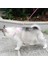 Pembe Yıldız Stili S Beden Köpek Kedi Yaka Tasma Ayarlanabilir Yaka Köpek Yavrusu Için Çan ile Kurşun Küçük Köpek Açık Yürüyüş Chihuahua Terier Schnauzer (Yurt Dışından) 3