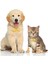 Yuvarlak Gül Altın Stili L Beden Kişiselleştirilmiş Kazınmış Kedi Köpek Pet Kımlık Etiketi Köpek Anti-Kayıp Yaka Charm Pet Adı Yaka Köpek Için Kedi Yaka Aksesuarları (Yurt Dışından) 4