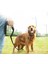 Kırmızı Stil 10 Milyon Köpek Lanyar Açık Eğitim Yürüyüşü Için Uzun Naylon Tasma Pamuk Saplı 2.5cm Genişlik Uzun Kurşun (Yurt Dışından) 5