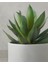 English Home Aloevera Plastik Vazolu Yapay Çiçek Yeşil 3