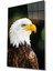 Kartal Hayvan Portresi Cam Tablo, Ev ve Ofis Duvar Dekoru, Hediyelik Büyük Temperli 4 mm Cam Tablo 1