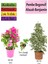 Beyaz Alacalı Benjamin Bitkisi+ Pembe Bodur Begonvil+ Itır Çiçeği Hediyeli 1