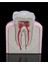 Sağlıklı Küçük Azı Dişi - Healthy Premolar Tooth - Dekoratif Figür - 16 cm 1