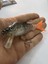 Spro Catcher Silikon Yem 10 cm 5