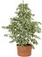 Alacalı Beyaz Benjamin Bitkisi+ Hedera Helix Sarmaşığı+ Buz Çiçeği Hediyeli 2