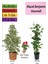 Alacalı Beyaz Benjamin Bitkisi+ Hanımeli+ Gül Fidanı Hediyeli 1