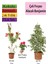 Beyaz Alacalı Benjamin Bitkisi+ Fırça Çalısı+ Gül Fidanı Hediyeli 1