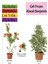 Beyaz Alacalı Benjamin Bitkisi+ Fırça Çalısı+ Buz Çiçeği Hediyeli 1
