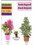 Beyaz Alacalı Benjamin Bitkisi+ Pembe Bodur Begonvil+Tül Çiçeği Hediyeli 1