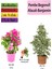 Beyaz Alacalı Benjamin Bitkisi+ Pembe Bodur Begonvil+ Buz Çiçeği Hediyeli 1