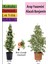 Beyaz Alacalı Benjamin Bitkisi+ Arap Yasemini+ Buz Çiçeği Hediyeli 1