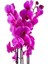 Mor Orkide - Hediye Paketli - Purple Orchid 2