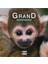 Devenir Grande Petit Singe 1