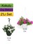 2'li Set Beyaz + Pembe Renkli Petunya Çiçeği 1