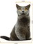 3D Dijital Baskılı Kedi Yastık British Shorthair Kedi 1