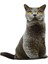 3D Dijital Baskılı Kedi Yastık British Shorthair Kedi 2